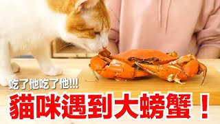 【好味小姐】貓咪遇到大螃蟹！吃了他吃了他！｜貓副食｜貓鮮食廚房EP203