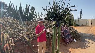 Jim Halls’ guide to cross pollinating Cacti. (Hybrid Cactus)