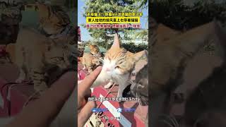 “卡车猫王”带着9只流浪猫回家过年，家人给他的接风宴上也带着猫猫。“自己比较有猫缘  把猫当孩子一样宠”（来源：卡车猫王）