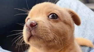 Too Cute to Handle #1 #CuteAnimals #FeelGoodVibes #AdorableMoments #ChillCompilation