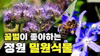 꿀벌이 좋아하는 정원 밀원식물 | 사라지는 꿀벌 | 강원도 정원