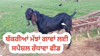 ਰੰਧਾਵਾ ਫੀਡ ਬੱਕਰੀਆਂ ਲਈ ਤੋਹਫਾ। RANDHAWA FEED GOAT FEED