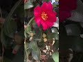 oruto walk 自然豊かな街での暮らし ☆ツバキは日本原産☆ 冬の日本庭園 tsubaki camellia 2024.12.23 japanesegarden flowers ツバキ