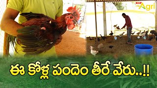 Pandem Punjulu Farm | ఈ కోళ్ల పందెం తీరే వేరు..!! Muddakuchu Kollu | Tone Agri