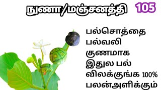 நுணா/மஞ்சணத்தி/Morinda coreia/நுணவம்/Mooligai manithan