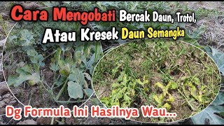 13# Cara Mengobati Bercak Daun, Trotol, Atau Kresek Daun Semangka