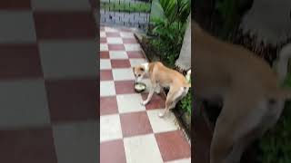 Ghutu Putu and their mother Heroine having their lunch ।। Stories of fur babies ।।