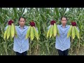 I harvest corn on my farm and cook it the way I used to | Corn Cooking Recipe | Preykor Chef