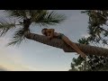 🌴 climbing to top palm tree 5 year old girl las terrenas