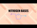 #Nitrogen Bases (IGCSE) နိုက်ထရိုဂျင်ဗေ့စ်များရဲ့အကြောင်းလေ့လာကြည့်ရအောင်