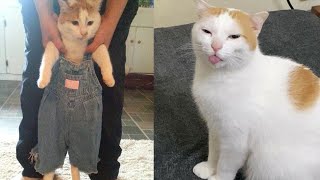 Try Not To Laugh 🤣 New Funny Cats  😹 - MeowFunny Par 34