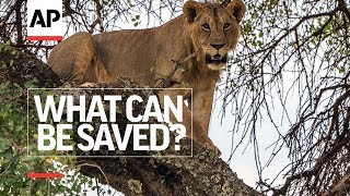 Living With Lions - Episode 4 | What Can Be Saved? | Associated Press