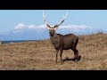 『鹿』別海町の動物シリーズ　北海道