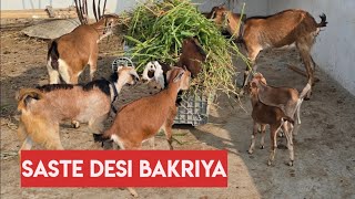 saste desi bakriya available in Hyderabad Noor Khan bazar | 2 bachche wali bakri in Hyderabad