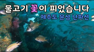 물고기 꽃이 피었습니다[제주도 문섬 난파선]