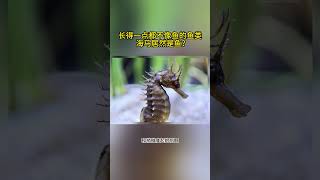 长得一点都不像鱼的鱼类，海马居然是鱼？#动物科普 #海洋生物 #海底世界 #动物冷知识 #海马 #野生动物