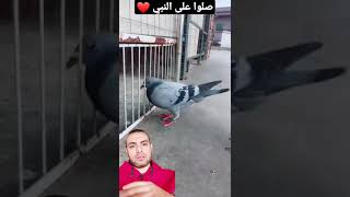 أسهل طريقة لصيد الحمام وتجميعه في مكان واحد!🧐😳 #shorts