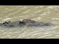 jumping crocodile pt 1 adelaide river 15 7 11