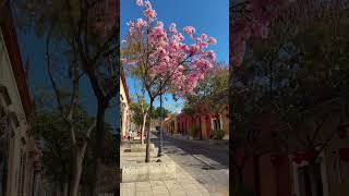 Qué bonita luce la ciudad de #Oaxaca con sus árboles 🍃🌸🌳 | #frankcoronado #oaxacamexico