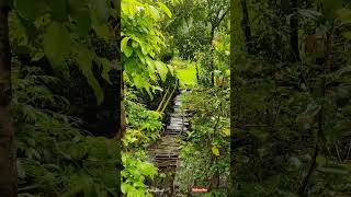 | साकव | कोकण | पाऊस | #kokan #monsoon #bridge #nature #travelstories