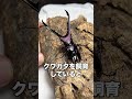 トラウマ3選　 クワガタ 飼育