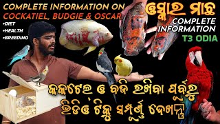 Complete information on Cockatiel,Budgie & Oscar as Pets |Exotic Birds & Aquarium for Home |T3 Odia|