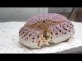 可愛いトラフカラッパさんが仲間になった♪【器用なカニ】　　爆食　大食い　早食い　box crab　kakra　kekda　kepiting　cua　краб　ปู