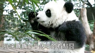 《熊貓早晚安》胖達寶寶的午飯吃的有點囧 | iPanda