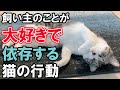 飼い主さんが大好きで依存しすぎると危険‼猫の行動と理由