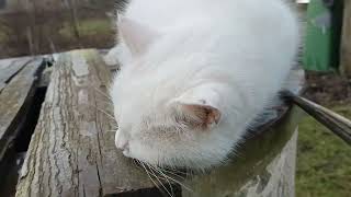 2025 m. 01 27 d..Bityne kaimyno katė, соседская кошка на пасеке, the neighbor's cat in the apiary.