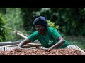 Meet Edith, a Fairtrade Cocoa farmer in the Ivory Coast