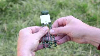 How to Set a Gopher Trap