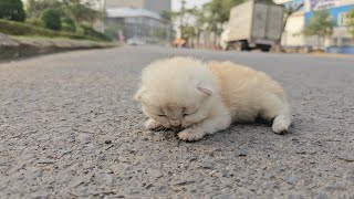 Homeless Kittens Meowing on the Side of the Road! Cute Kittens After Being Rescued