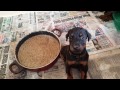 Sütten Kesilmiş Doberman Yavruları Sütten Kesilmiş Doberman Yavruları