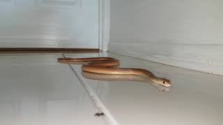 Eastern Brown Snake