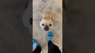 【歓喜っ!?】帰宅した飼い主に興奮するフレンチブルドッグ#shortvideo #フレブル #喜ぶ犬