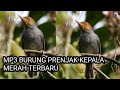 MP3 jernih prenjak kepala merah | suara andalan para pemikat