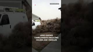 US: Tumbleweeds Engulf Utah Houses After Powerful Winds | Subscribe to Firstpost