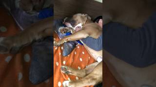 boy sleeps with pitbull 🇯🇵 子供がピットと一緒に寝ました。 #shorts #dog #funny #cute #cachorro #犬 #ピットブル