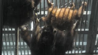 リキ兄ちゃん、髪の毛とかしてあげるね！　ロキ　I comb your hair brother Riki!  by Loki  オランウータン　多摩動物公園