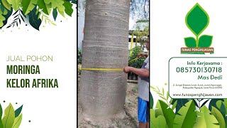 Jual Pohon Moringa Kelor Afrika Kembar Super Besar