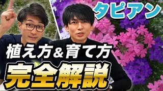 雑草対策タピアンの必要株数おしえます！【グランドカバー】