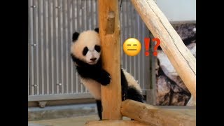 【赤ちゃんパンダ彩浜🌈立ったまま寝落】急な電池切れ（手ブレ有）Panda cub Saihin fell asleep before shie knew it.