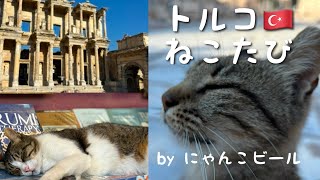 【トルコ】ねこまみれの国でねこ探し一人旅