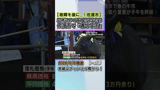 丹精込めて育てた子牛たち 各地でブランド牛に 佐渡･春の牛市 #news #short  #ux新潟テレビ21 #新潟