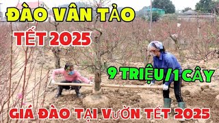 9000k Một Cây Đào Vân Tảo 10 Năm Tuổi- Giá Đào Tại Vườn Tết 2025