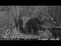 huge wild hog scratching on a tree mežacūka pie darvas