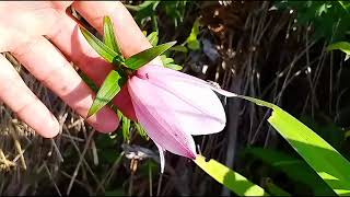 Shirui Lily// Lily plant