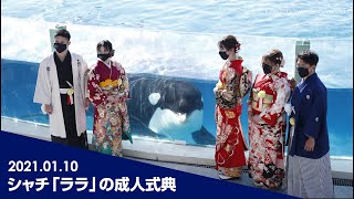 【鴨川シーワールド】シャチの「ララ」成人式