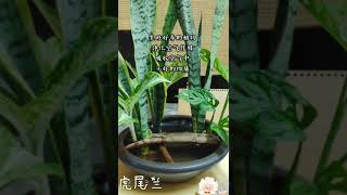 虎尾兰snake plant~风靡全球室内植物，有净化空气作用，转化有利于人们吸收的氧氣。